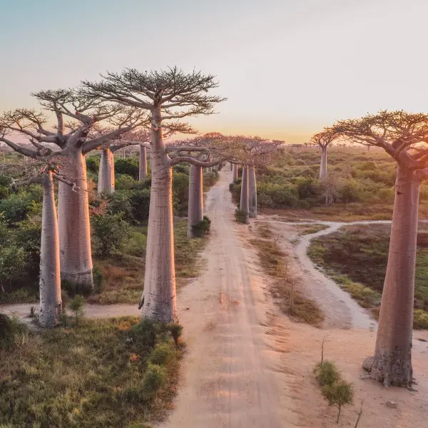פיאנרנצואה: גלו את גן העדן הסודי של ברזיל!