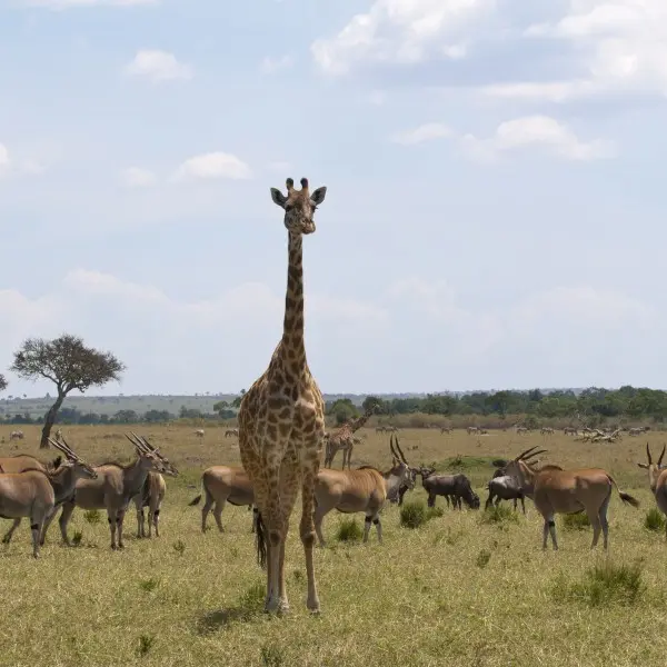 צאו להרפתקה עוצרת נשימה בשמורת מסאי מארה