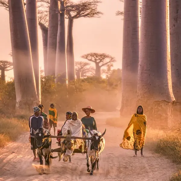 גלו את הקסם הפועם של אנטננריבו בלב מדגסקר!